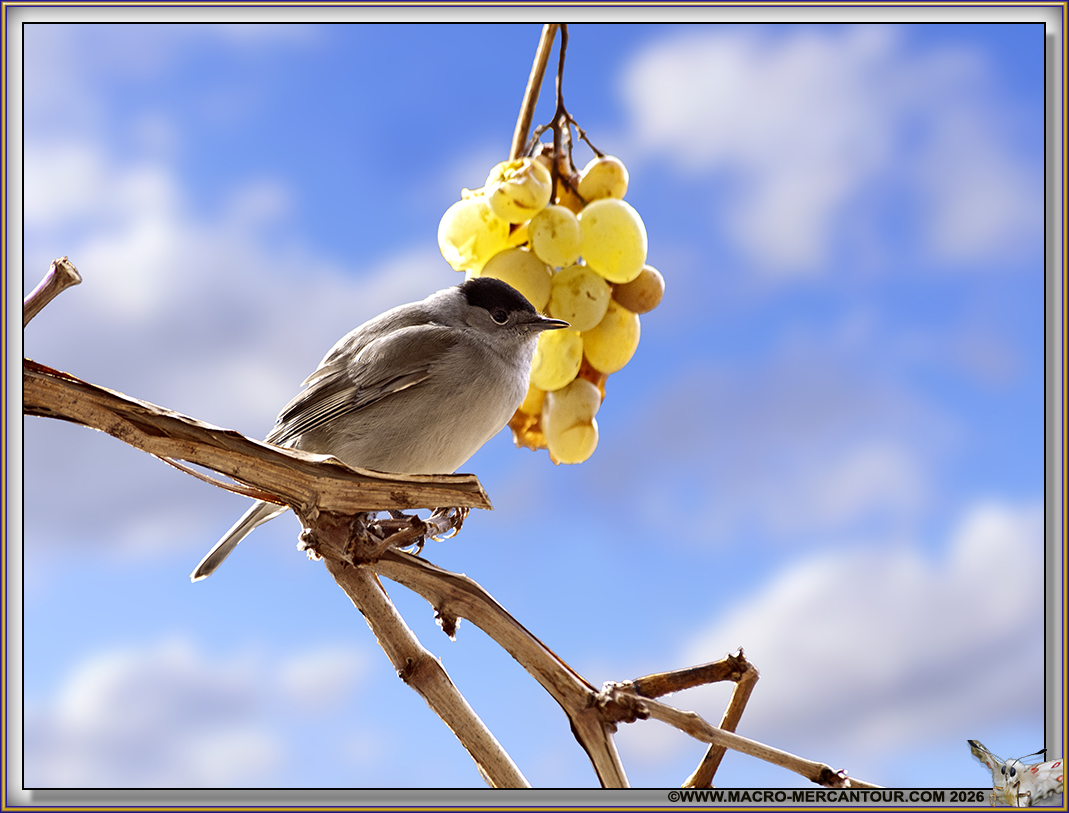 FAUVETTE &agrave; t&ecirc;te noire